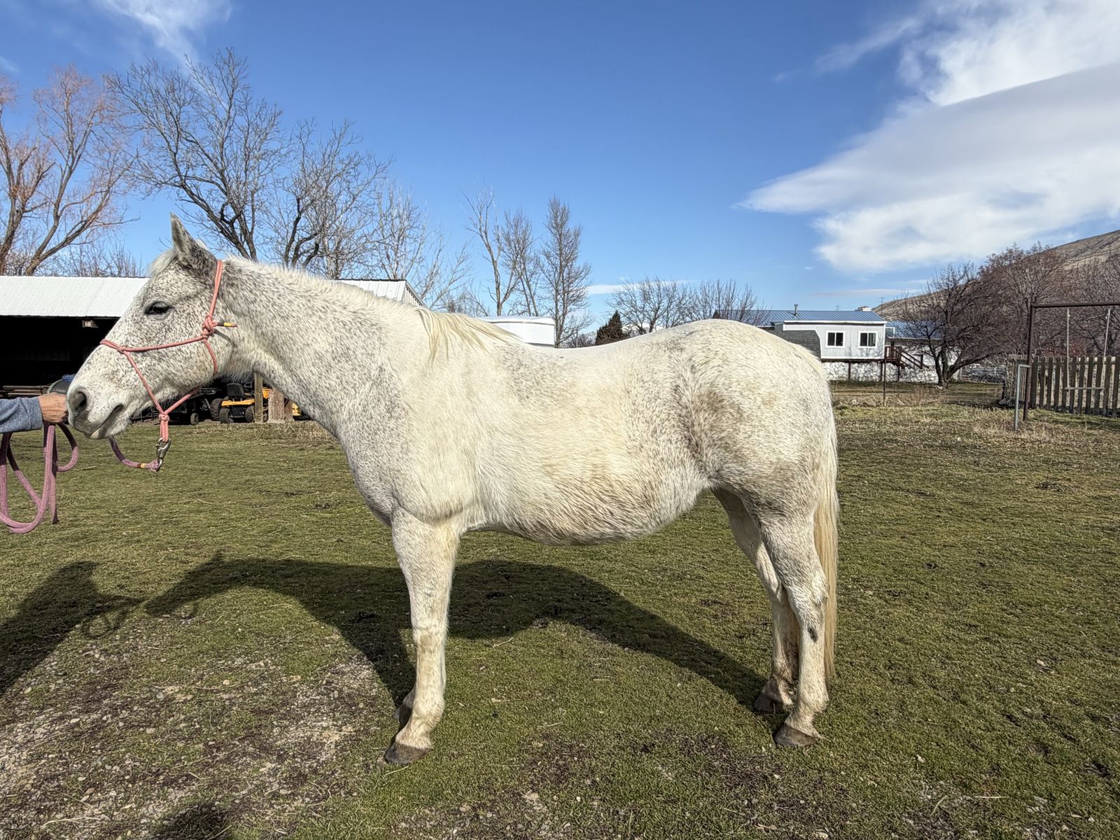 16 Year Old Paint Mare