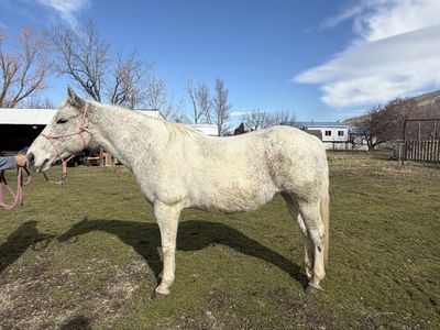 16 Year Old Paint Mare