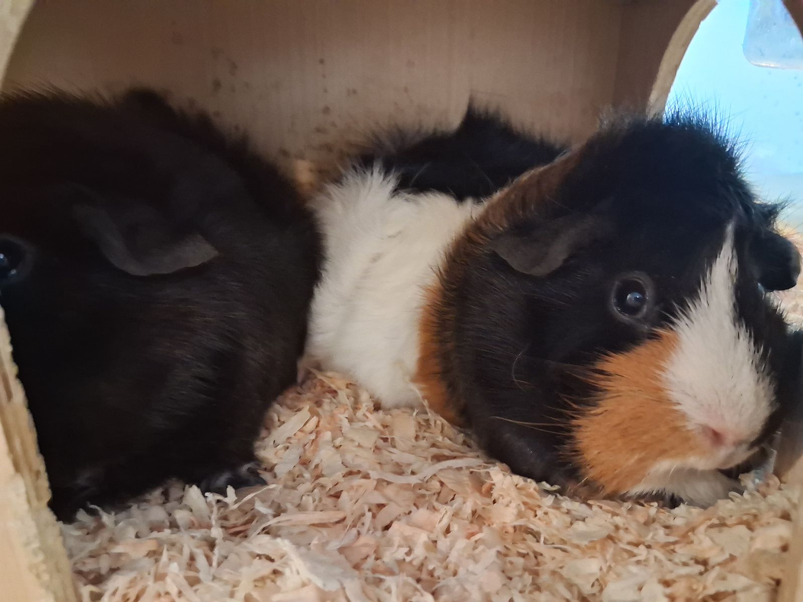 Guinea Pigs & all supplies