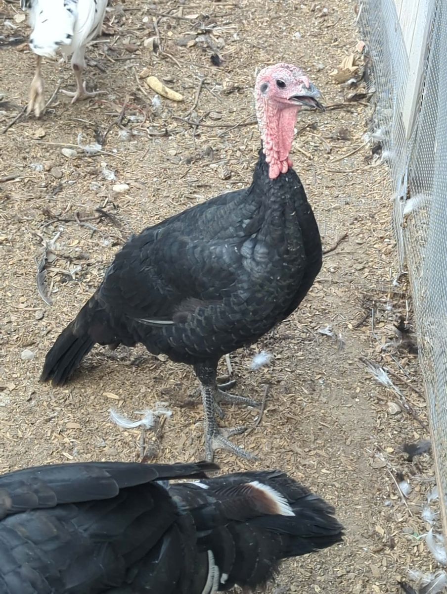 Young Black Heritage Turkeys