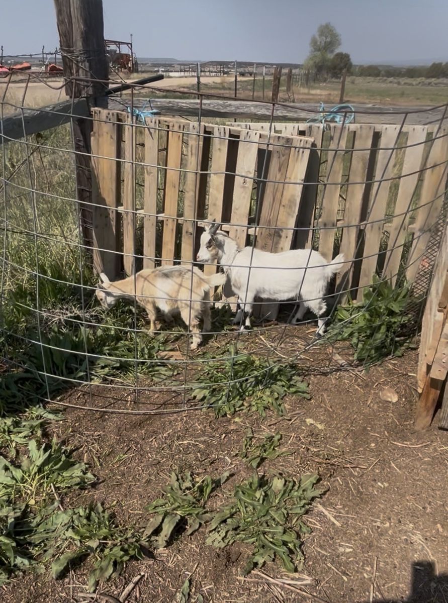 Cheap Goat for sale