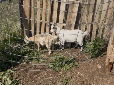 Cheap Goat for sale