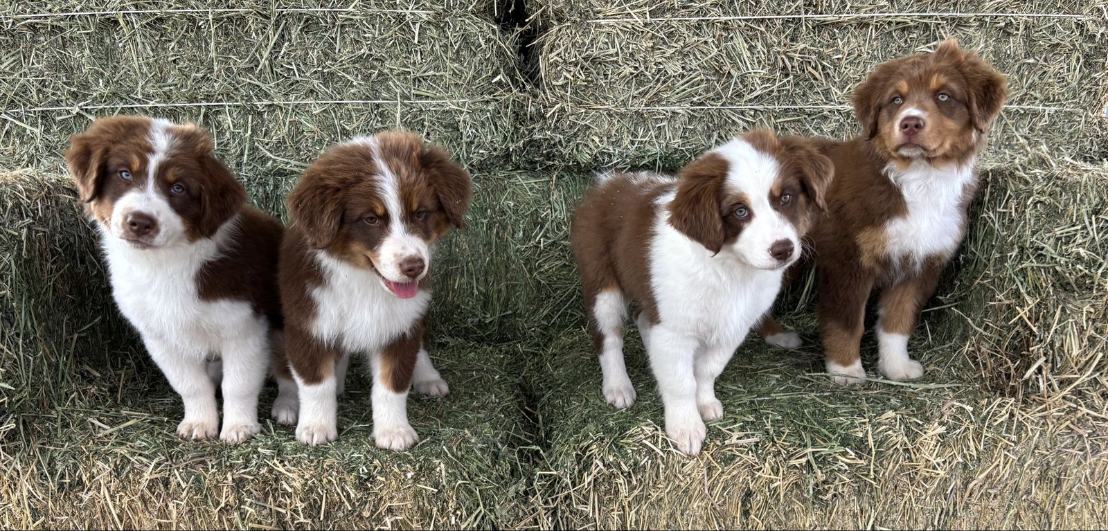 AKC Australian Shepherds