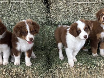 AKC Australian Shepherds