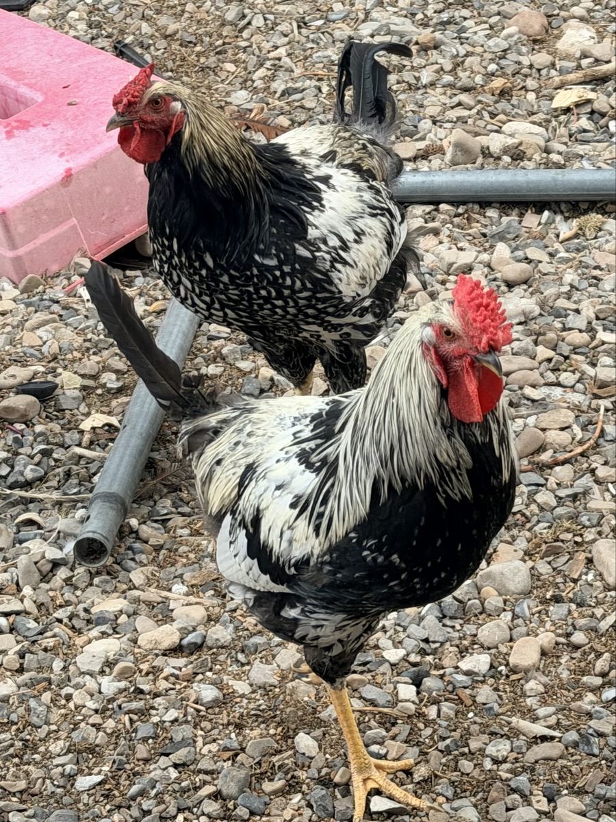 Roosters