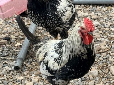 Roosters