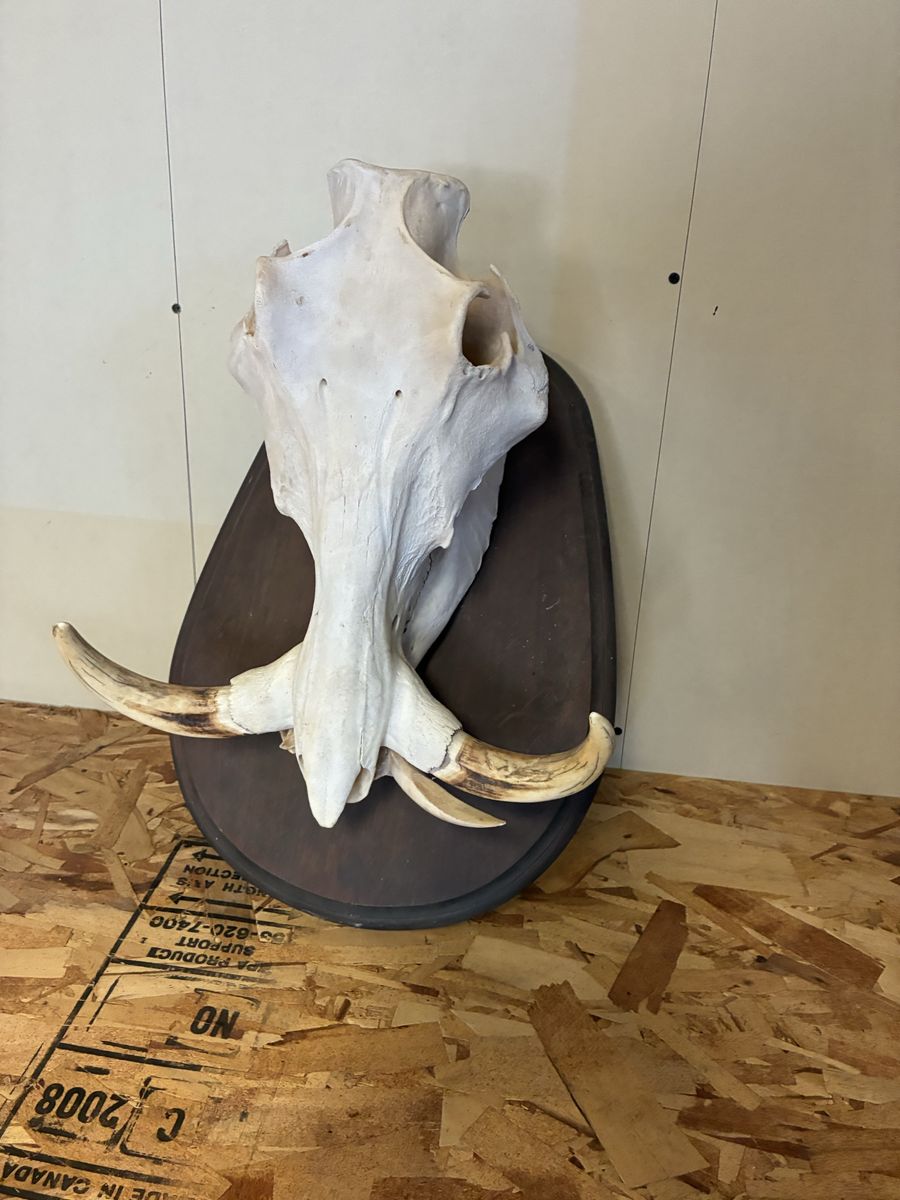 Large Warthog Skull Mount on Dark Wooden Plaque