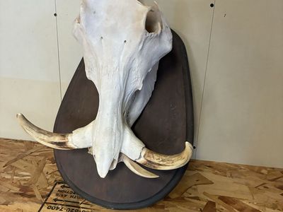 Large Warthog Skull Mount on Dark Wooden Plaque