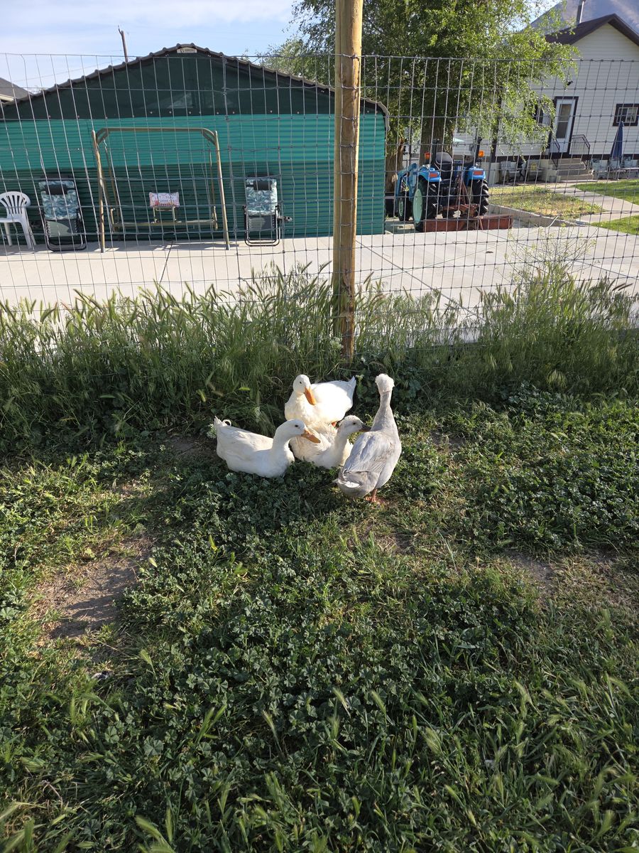 Ducks for sale
