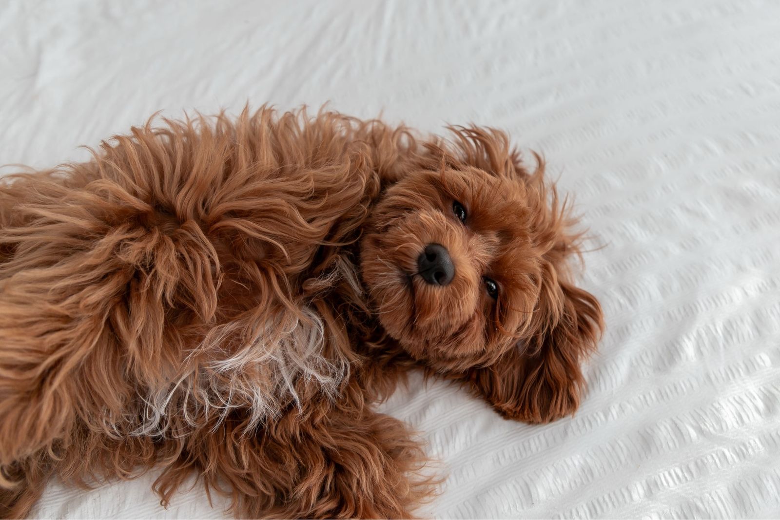 F1b Cavapoo stud Fully Furnished