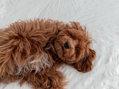 F1b Cavapoo stud Fully Furnished