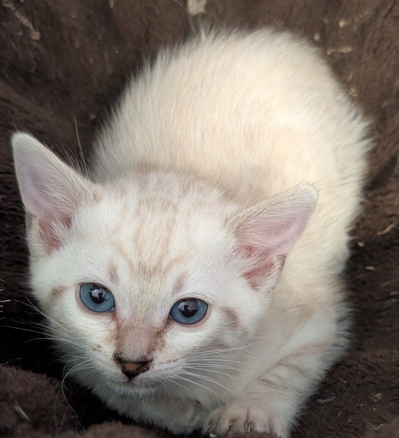 Bengal Snow Lynx Kitten