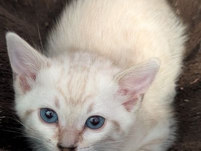 Bengal Snow Lynx Kitten