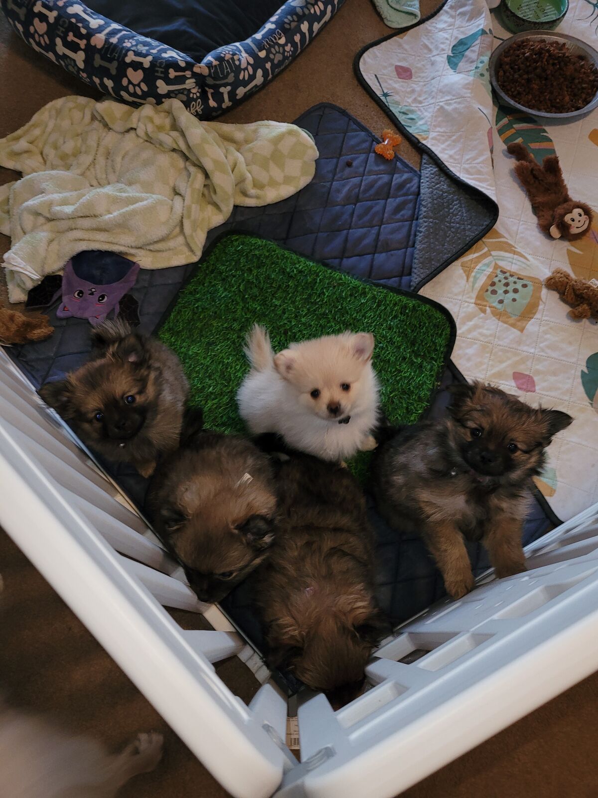 Pomeranian Puppies
