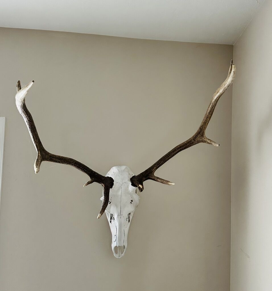 Bull Elk Euro Mount