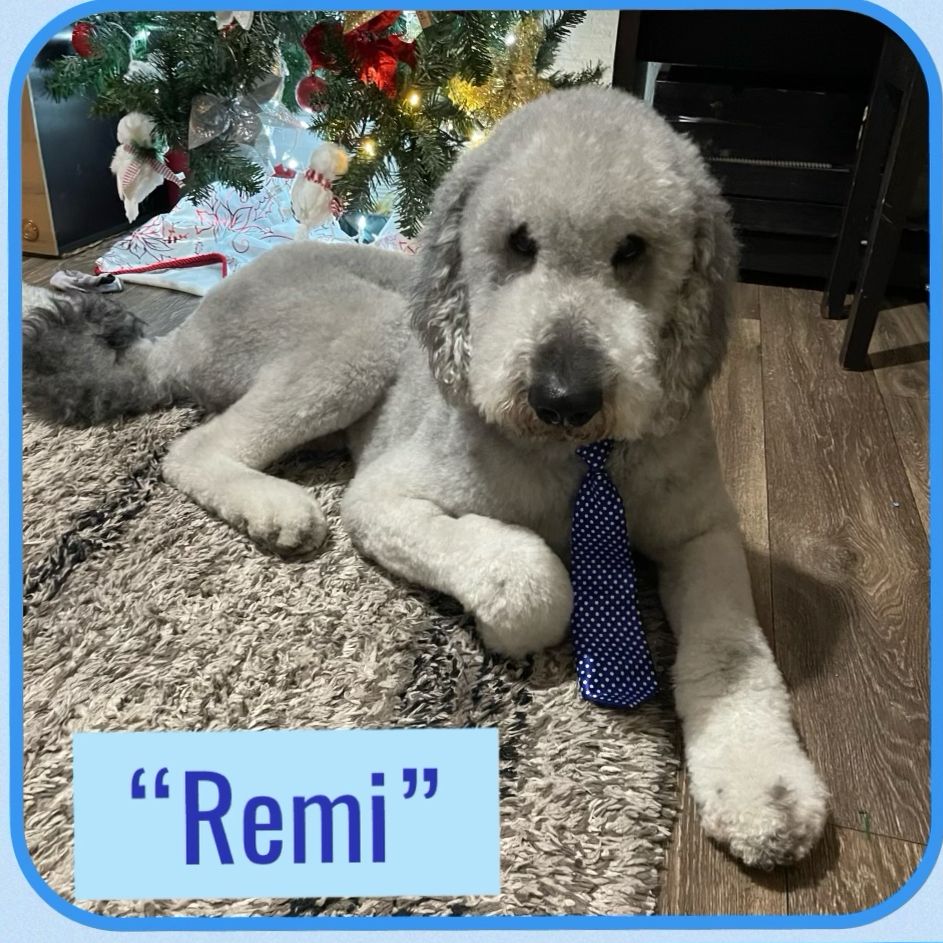 Stud: Rare SilverStandard Poodle AKC Tested