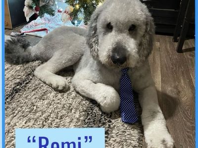 Stud: Rare SilverStandard Poodle AKC Tested