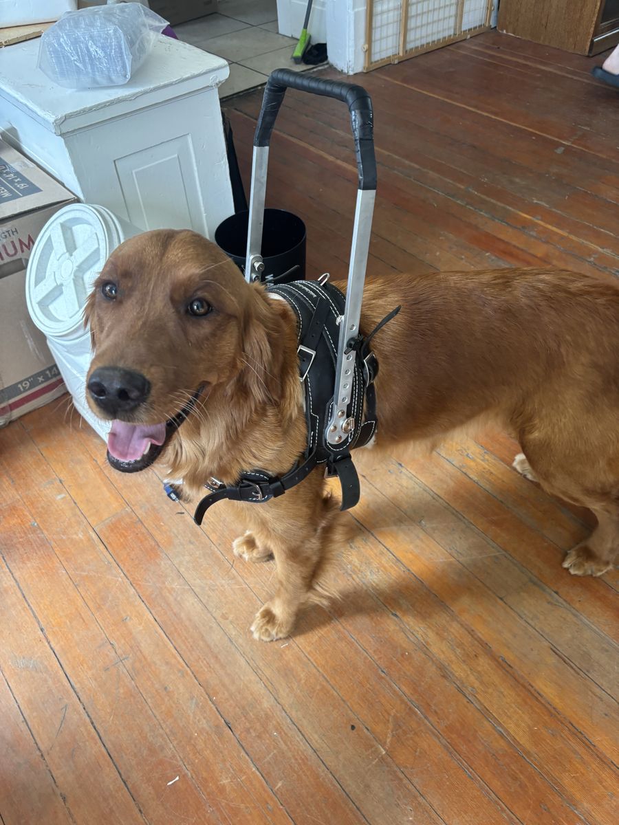 Service Dog Mobility Harness