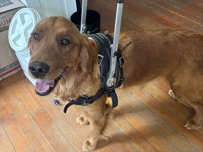 Service Dog Mobility Harness