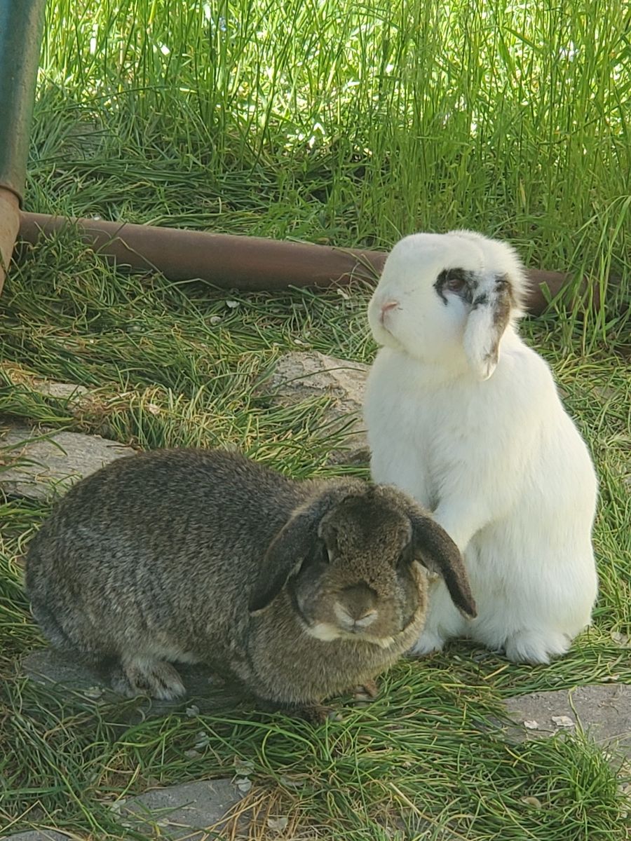 holland lop bunnies