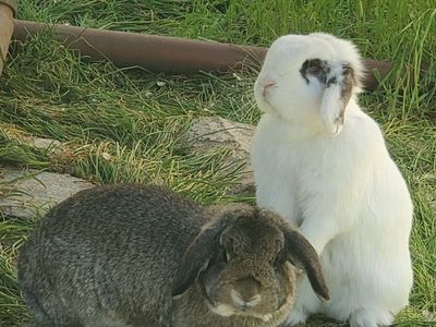 holland lop bunnies