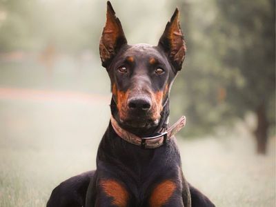 Titled Health Tested AKC European Doberman Pinscher Female