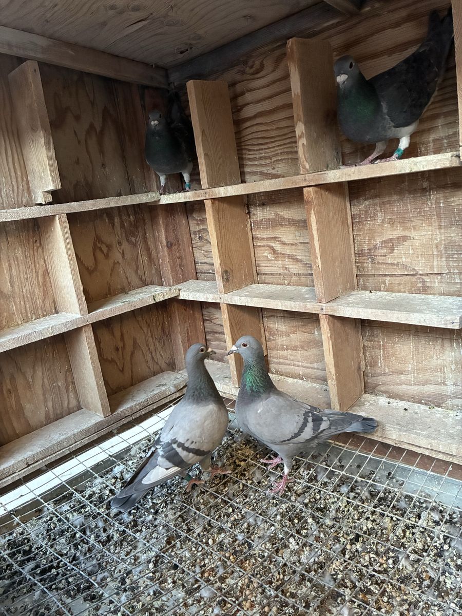 Racing Homer pigeons