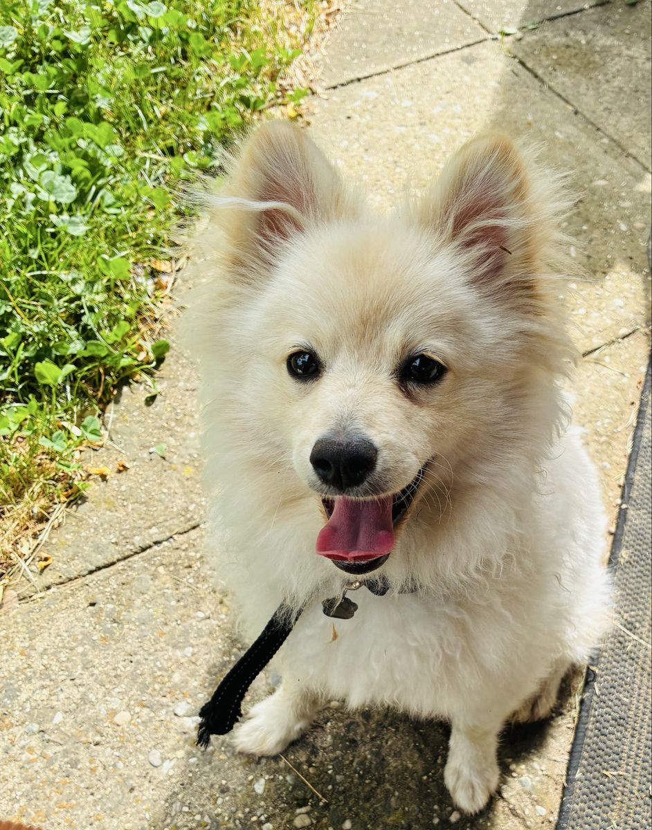 Pomeranian