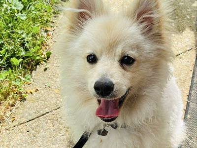 Pomeranian