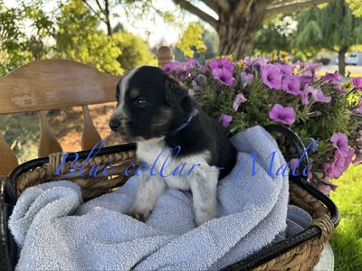 Texas Heeler Puppies