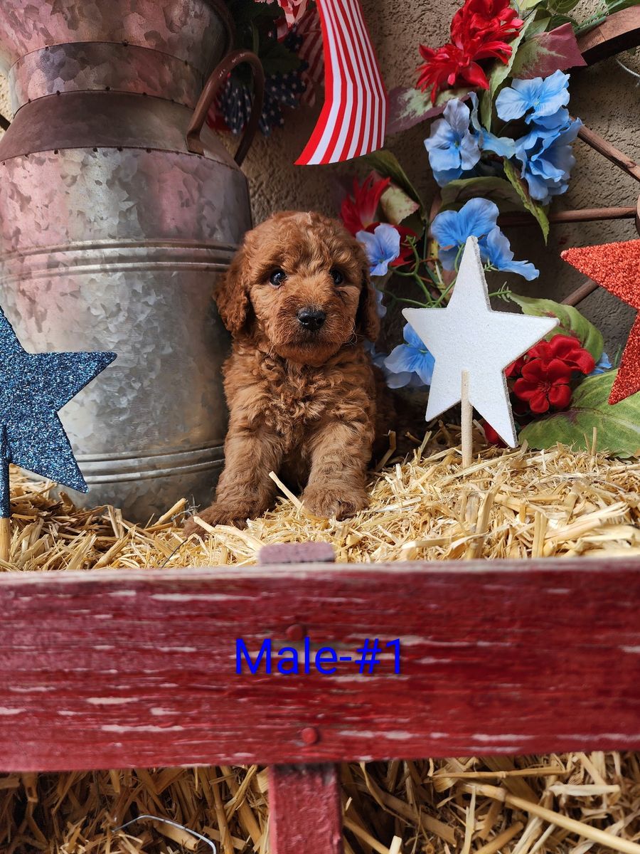 Male Toy Goldendoodle-Snugglebug!