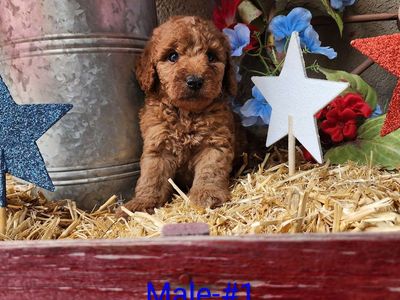 Male Toy Goldendoodle-Snugglebug!