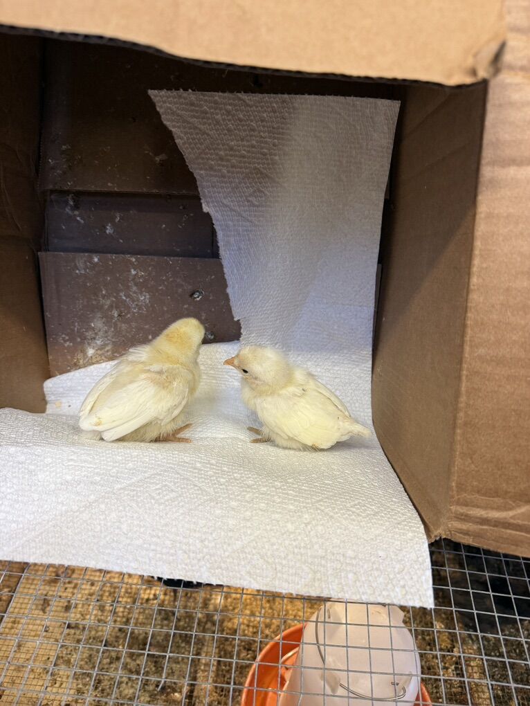 German schijdelaar Chicks For Sale