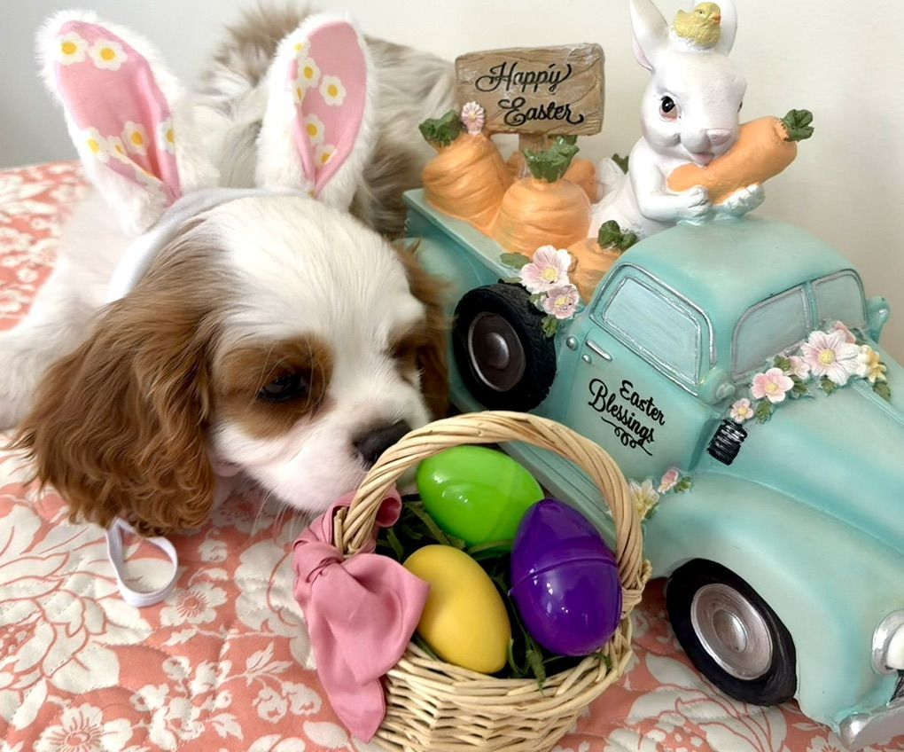 Cavalier King Charles Spaniel Double Registered AKC CKCSC