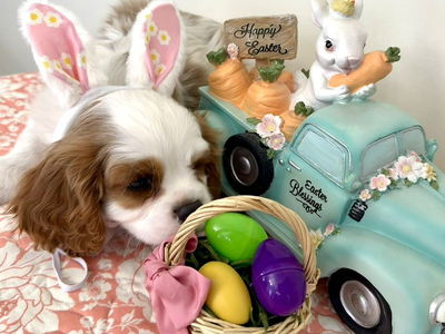 Cavalier King Charles Spaniel Double Registered AKC CKCSC