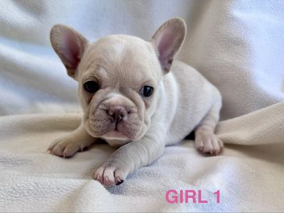 AKC French Bulldog Puppies