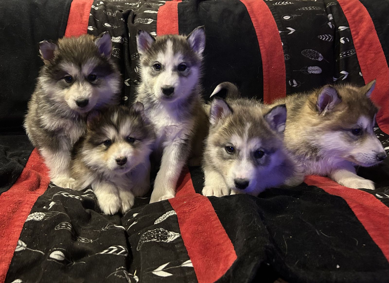 Hypoallergenic Golden Indian Dog Puppies