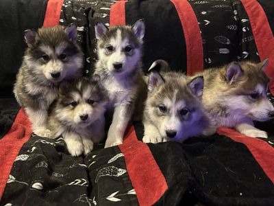 Hypoallergenic Golden Indian Dog Puppies