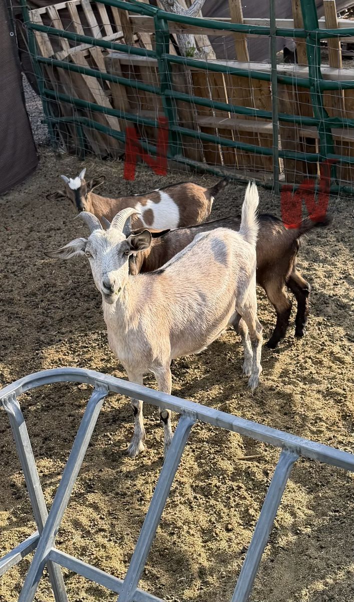 Nannies and tying sized goats