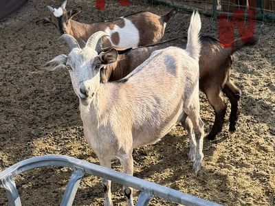Nannies and tying sized goats