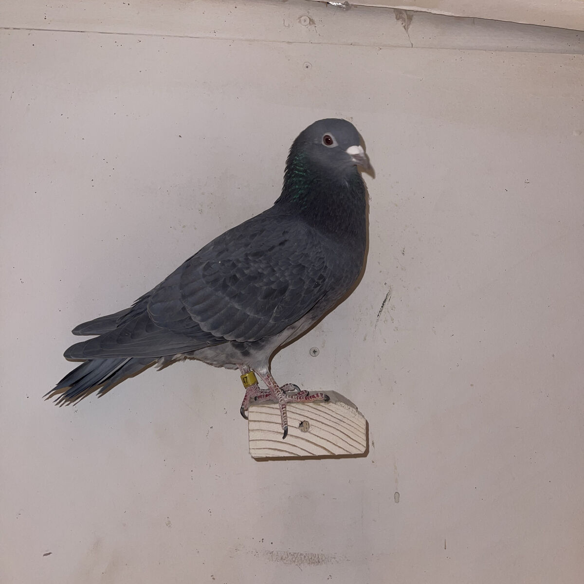 Homing Pigeons