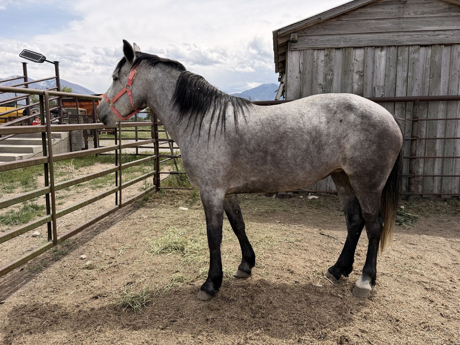 Flea Bitten Grey Mare - Project or Broodmar