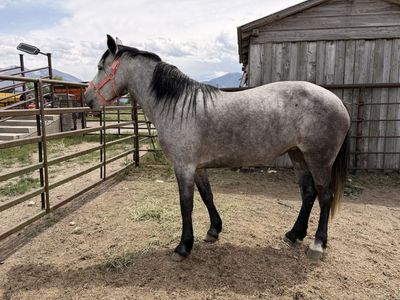 Flea Bitten Grey Mare - Project or Broodmar