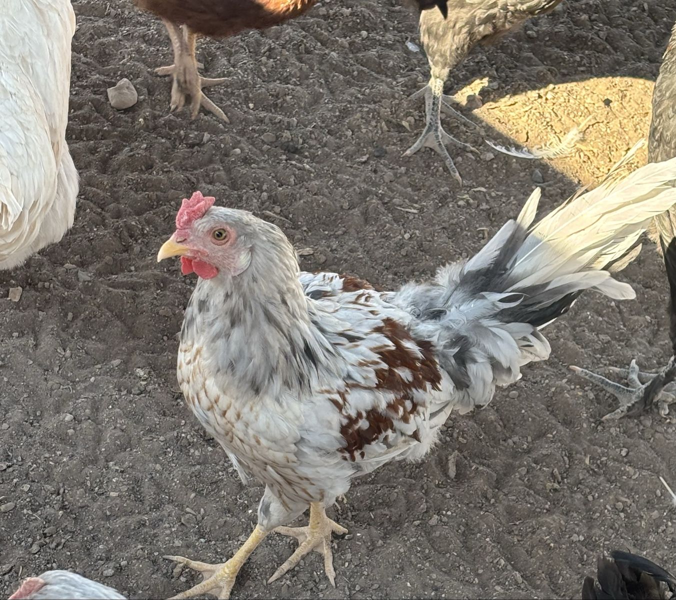 Free roosters