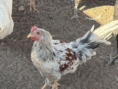 Free roosters