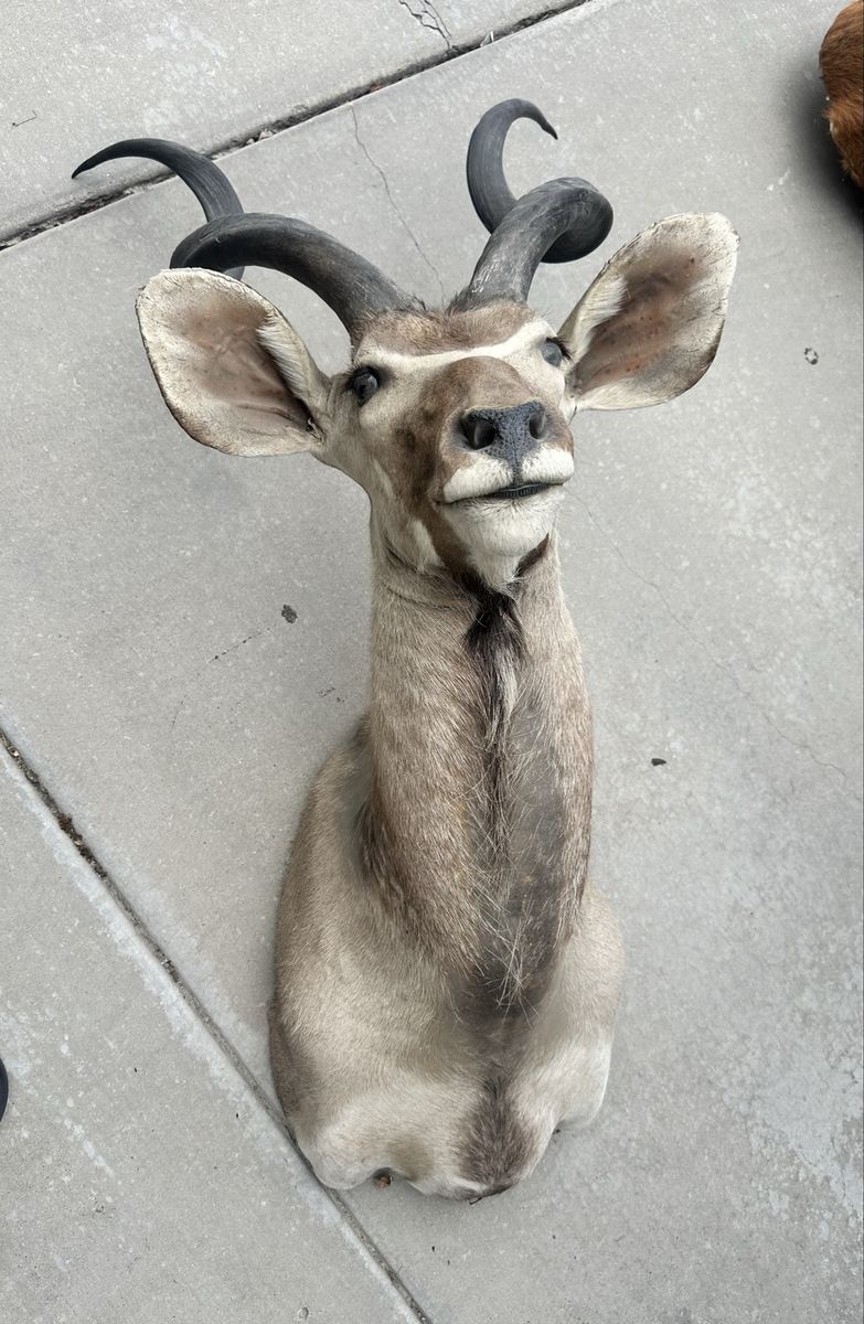 Kudu Taxidermy Shoulder Mount Deco
