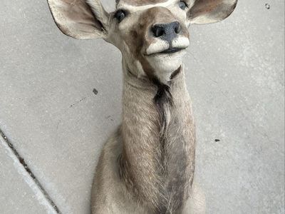 Kudu Taxidermy Shoulder Mount Deco