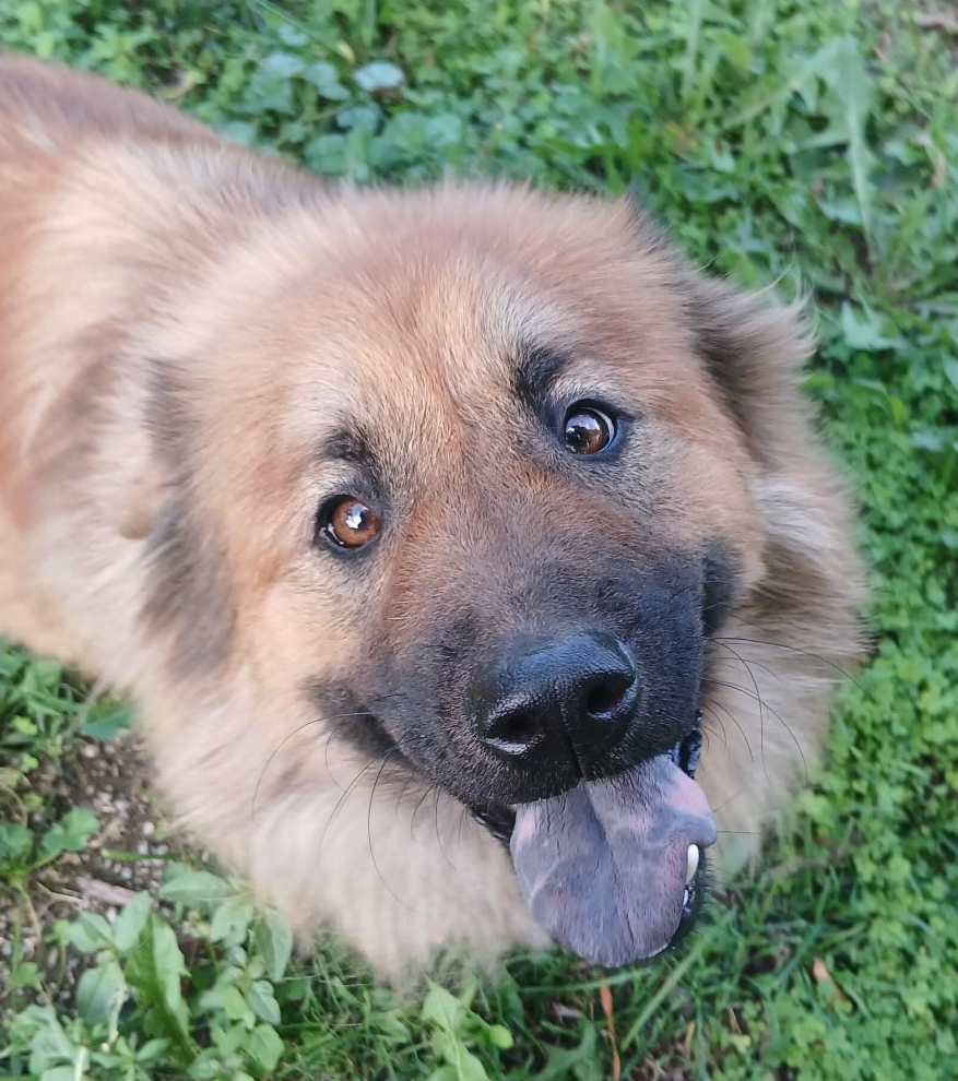 Female Border Collie Mix