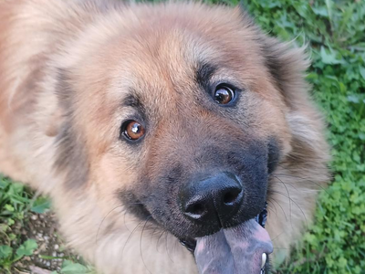 Female Border Collie Mix
