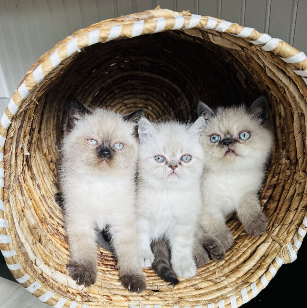 3 Beautiful Persian Kittens
